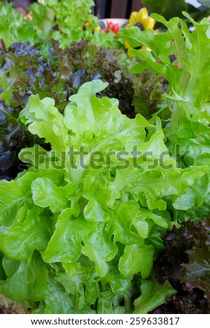 salad leaves with Green Oak, Red Leaf Lettuce isolated on pots in city