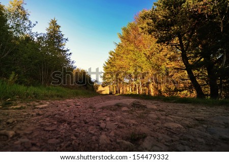 Mountain path taken at ground level with evergreen trees and seasonal trees with blue sky and shady areas.