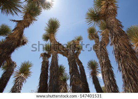 Desert plants in the sun