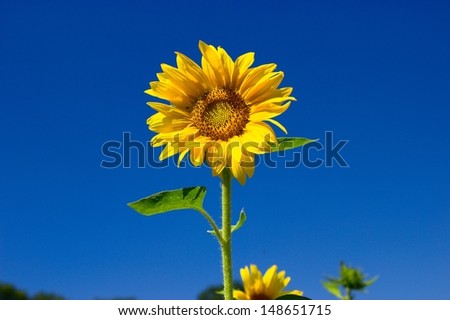 Sun flower in the midday sun