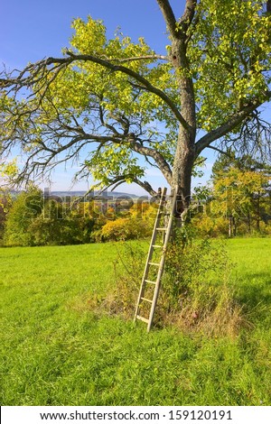 Wooden ladder at the old apple tree in autumn under a blue sky