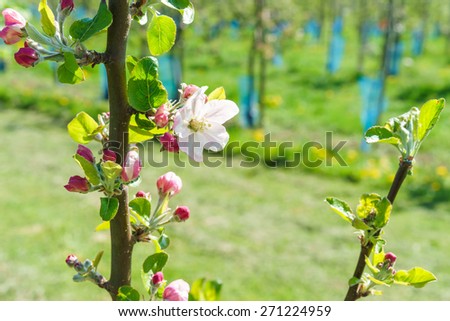 Fruit blossom in spring