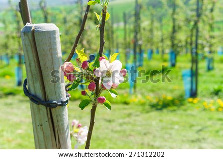 Fruit blossom in spring
