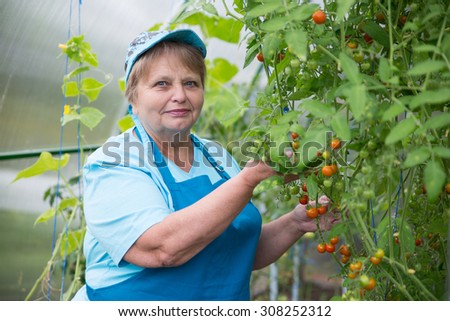 Senior pensioner woman in greenhouse with tomato