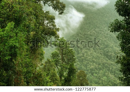 rainforest gorge in North Queensland, Australia