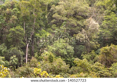 Bushwalking at the Crystal Cascades, Redlynch Valley, Cairns, Far North Queensland, Australia