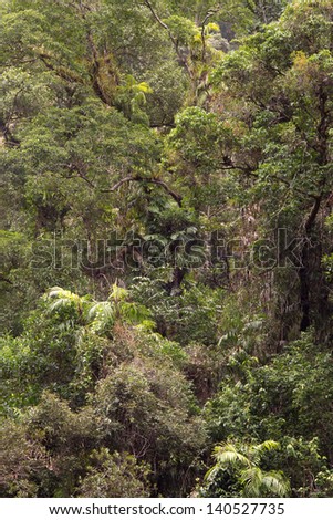 Bushwalking at the Crystal Cascades, Redlynch Valley, Cairns, Far North Queensland, Australia