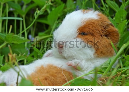 guinea pig sleeping