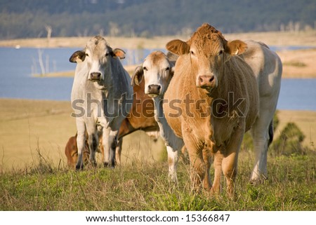 cattle farmland in australia, sunshine coast hinterland, Queensland