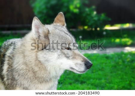 Face Portrait of wolf-dog with brown eyes. Background with space for text or image