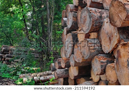 Woodpile of cut Lumber for forestry industry