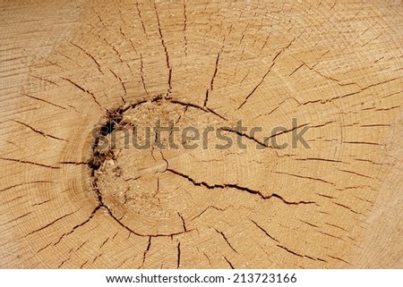 Old Tree Cross Section. Background and texture with space for text or image.