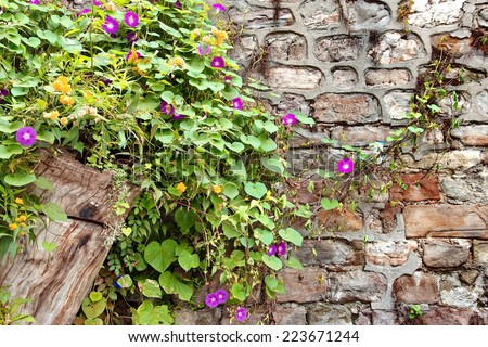 Stone Wall with Plants. Background and Texture for text or image