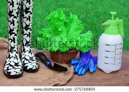 Rubber Boots, Watering Can, Spade, Gloves And Basket With Green Salad Plant On Rough Wood Desk. Garden Grass On The Background. Gardening Concept