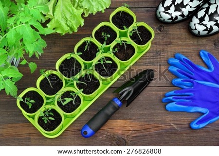 Potted Tomato Seedlings growing in  Plastic Pots on Rustic Wooden Background And Women Rubber Boots, Gloves,  Garden Scoop. Farming Concept