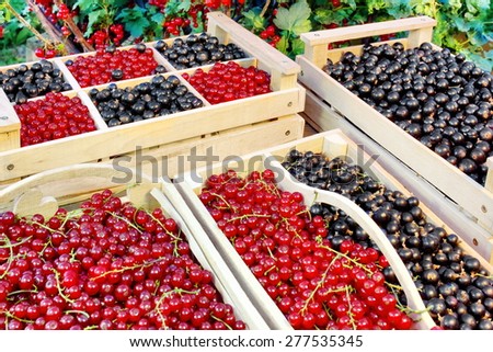 Black And Red Currants Berries Harvest In The Wood Crate And Red Currant Bush In The Summer Garden  Background