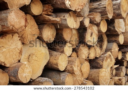 Large Woodpile From Big Pine Logs For Forestry Industry. Background And Texture With Space For Text Or Image