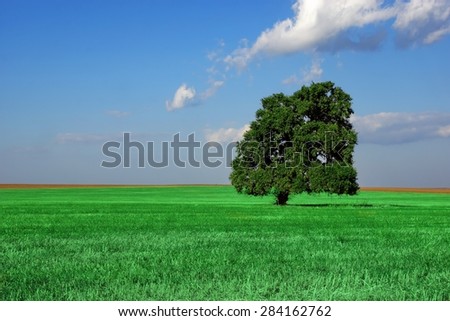 Landscape With Single Old Tall Oak Tree On The Green Summer Field And Blue Cloudy Sky In The Background