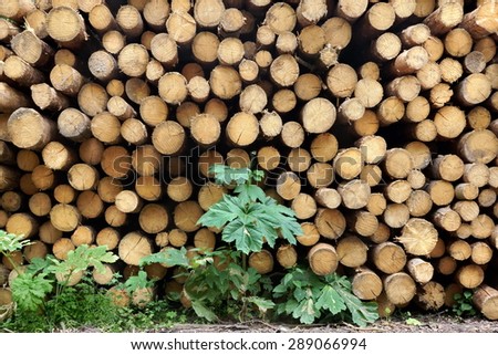 Landscape With Large Woodpile In The Summer Forest From Sawn Old Big Pine And  Spruce De-barked Logs For Forestry Industry