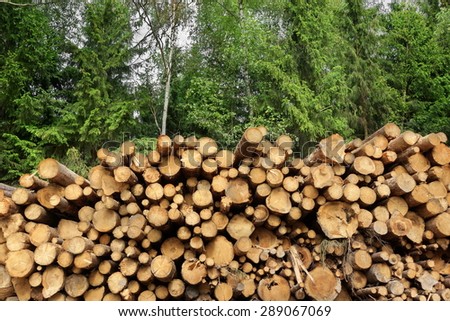 Landscape With Large Woodpile In The Summer Forest From Sawn Old Big Pine And  Spruce De-barked Logs For Forestry Industry