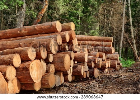 Landscape With Large Woodpile In The Summer Forest From Sawn Old Big Pine And  Spruce Hewn Logs For Forestry Industry