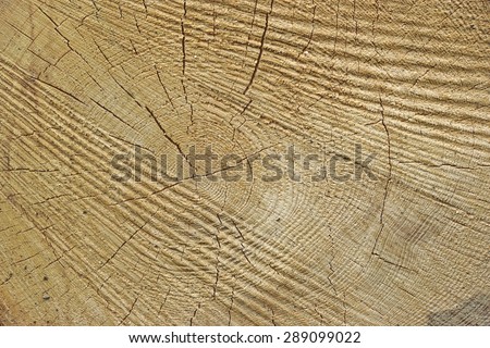 Close-up Of Old Pine Tree Rough Cross Section Background Texture With Many Growth Rings Circular Pattern