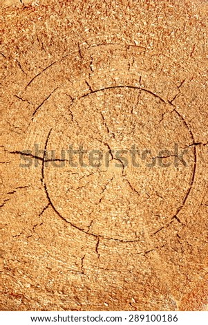 Close-up Of Old Pine Tree Rough Cross Section Vertical Background Texture With Many Growth Rings Circular Pattern