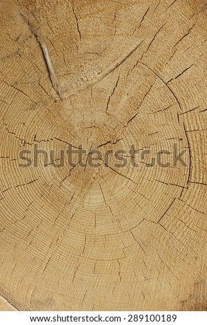 Close-up Of Old Pine Tree Rough Cross Section Vertical Background Texture With Many Growth Rings Circular Pattern