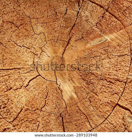 Close-up Of Old Pine Tree Rough Cross Section Background Texture With Many Growth Rings Circular Pattern