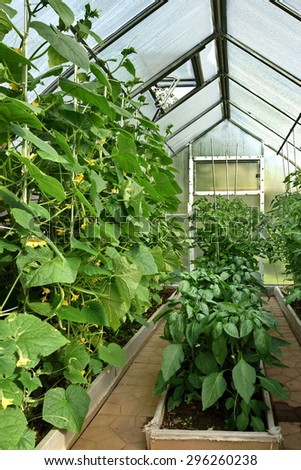 Vegetables Plants Growing In A Greenhouse Witch Made From Metal Profile And Polycarbonate Sheets On The Backyard Garden