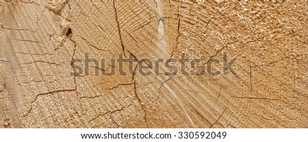 Old Pine Wood Tree Trunk Ring Fiber Texture Background Closeup