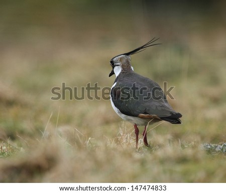 Lapwing showing off its long crest as it looks over a field.