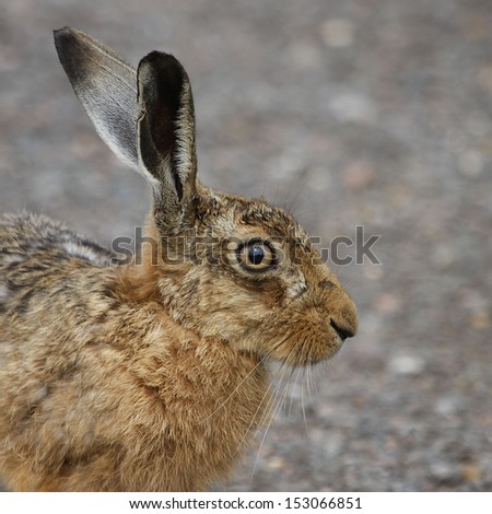 Brown Hare - Close up showing its \