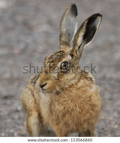 Brown Hare - Close up showing its \
