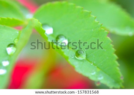 Water beads on leaf