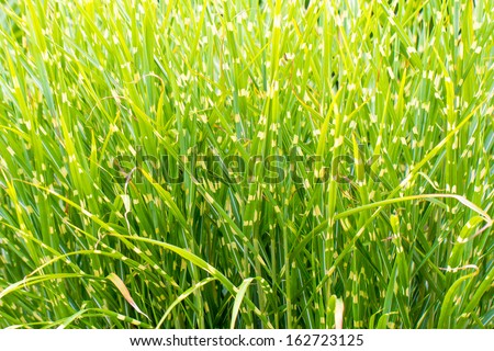 Zebra grass, China reed