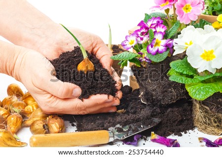 Plants, hands with potting soil and flower bulb