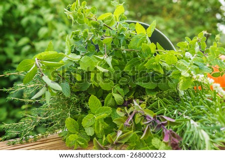 Garden herbs, medicinal plants