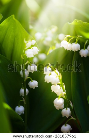 Growing lilies of the valley