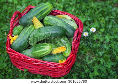 Pickling cucumbers, Cucumbers Harvest