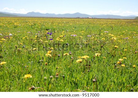 Flowery meadow in summer