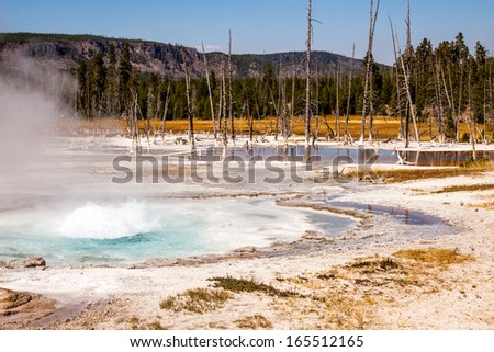 Hot spring at Yellowstone. Rising hot water releases heat energy by evaporation. The microorganisms which live in and around the hot springs often make the pools very colorful and trees white below.