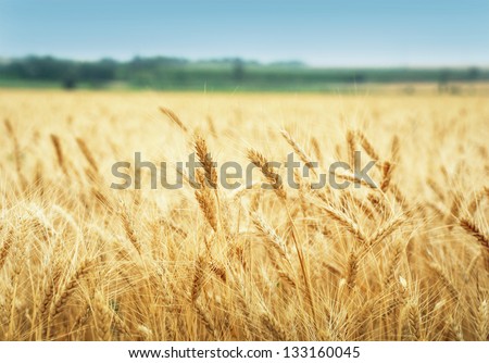 Yellow Grain Ready For Harvest Growing In A Farm Field