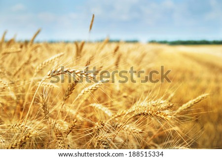 Yellow grain ready for harvest growing in a farm field. Photo taken on  July 1th, 2013