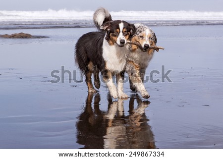 Two Australians Shepherds dogs running in the beach holding and sharing a stick