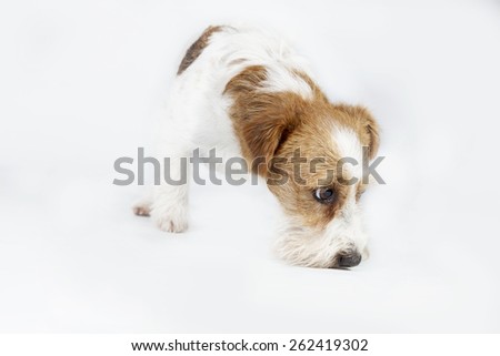A Jack Russell dog tracking in studio with white background.