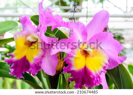 CATTLEYA ORCHID  \'NAKHONCHAISRI  PINK\' PLANT IN THE  ORCHID GARDEN