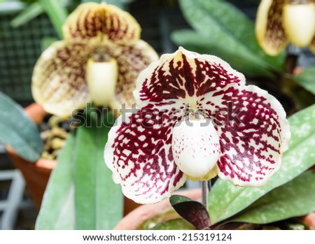 LADY\'S SLIPPER SPECIES PAPHIOPEDILUM GODEFROYAE PLANT IN THE ORCHID GARDEN