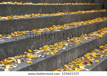 Outdoor steps covered in leaves