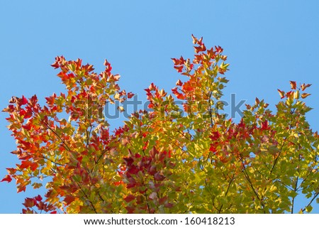 Red, yellow, and green maple leaves against blue sky